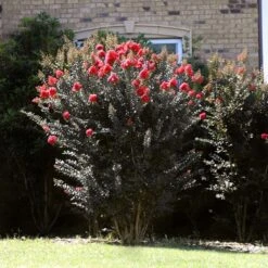 Thunderstruck™ Coral Boom™ Crape Myrtle Tree 7 Thunderstruck™ Coral Boom™ Crape Myrtle Tree -Evergreen Store Thunderstruck Coral Bloom 2