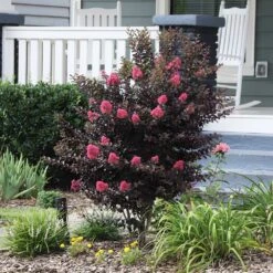 Thunderstruck™ Coral Boom™ Crape Myrtle Tree 6 Thunderstruck™ Coral Boom™ Crape Myrtle Tree -Evergreen Store Thunderstruck Coral Bloom 6