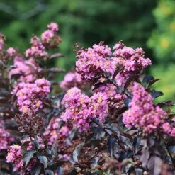 Thunderstruck™ Lavender Blast™ Crape Myrtle Tree -Evergreen Store Thunderstruck Lavender Blast 2 FGT