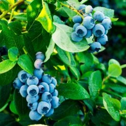 Tifblue Blueberry Bush -Evergreen Store TifBlue Blueberry 1