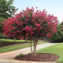 Tonto Crape Myrtle Tree 8 Tonto Crape Myrtle Tree -Evergreen Store Tonto Crape Myrtle 2