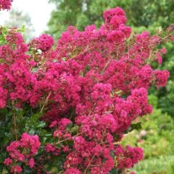 Tonto Crape Myrtle Tree 9 Tonto Crape Myrtle Tree -Evergreen Store Tonto Crape Myrtle 5 FGT