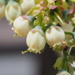 Top Hat Blueberry Bush -Evergreen Store TopHat BLueberry 3