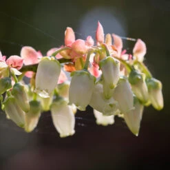 Toro Blueberry Bush - USDA Organic -Evergreen Store Toro Blueberry 3 1cbc3ceb 6262 43bb 917a 490851827d67