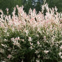 Tri-Color Willow Tree -Evergreen Store Tri color Willow 1 FGT 7d486ca6 2975 4fd2 8639 4e87e9aac05c