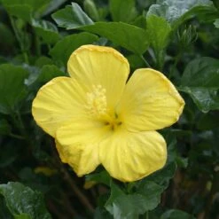 Yellow Tropical Hibiscus Tree -Evergreen Store Tropical Hibiscus Yellow 3