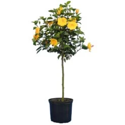 Yellow Tropical Hibiscus Tree -Evergreen Store Tropical Hibiscus Yellow 4