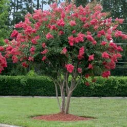 Tuscarora Crape Myrtle -Evergreen Store Tuscarora Crape myrtle 2 FGT cb71a657 17a5 465a 96ac b99844a4b082