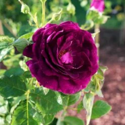 Twilight Rose Shrub -Evergreen Store Twilight Rose Shrub 1