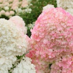 Vanilla Strawberry™ Hydrangea Shrub -Evergreen Store Vanilla Strawberry Hydrangea 2 FGT