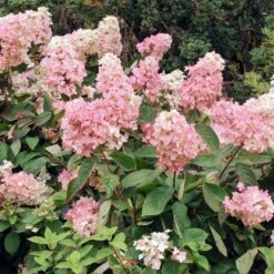 Vanilla Strawberry™ Hydrangea Shrub -Evergreen Store Vanilla Strawberry Hydrangea 3 FGT