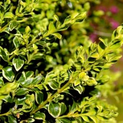 Variegated Boxwood Shrub -Evergreen Store Variegated Boxwood 4 FGT