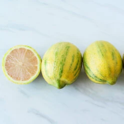 Pink Variegated Eureka Lemon Bush -Evergreen Store Variegated Pink Eureka 2 BB