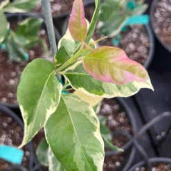 Pink Variegated Eureka Lemon Tree 11 Pink Variegated Eureka Lemon Tree -Evergreen Store Variegated Pink Eureka 7