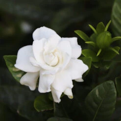 Gardenia 'Veitchii' Shrub -Evergreen Store Veitchii Gardenia 2 FGT