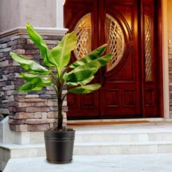 Evergreen Store -Evergreen Store Veranda Banana 1 FGT