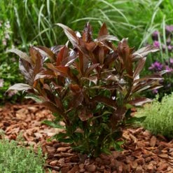 Coppertop® Sweet Viburnum Shrub 7 Coppertop® Sweet Viburnum Shrub -Evergreen Store Viburnum Coppertop 2