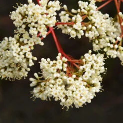 Coppertop® Sweet Viburnum Shrub 8 Coppertop® Sweet Viburnum Shrub -Evergreen Store Viburnum Coppertop 3