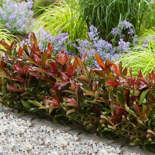 Coppertop® Sweet Viburnum Shrub 1 Coppertop® Sweet Viburnum Shrub