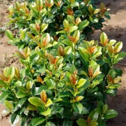 Volcano Cherry Laurel -Evergreen Store Volcano Laurel 4