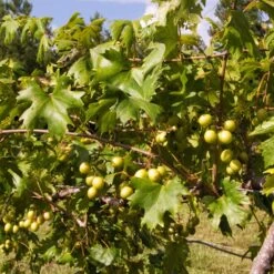 Wine Lover's Kit -Evergreen Store WIne Lovers Kit 2