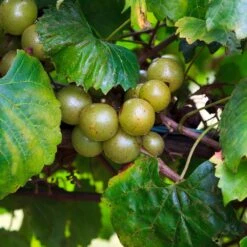 Wine Lover's Kit -Evergreen Store WIne Lovers Kit 3