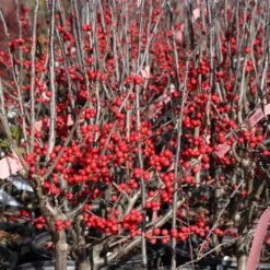 Winter Red Winterberry Holly Shrub 12 Winter Red Winterberry Holly Shrub -Evergreen Store WInter Red winterberry 3G