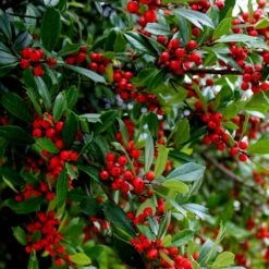 Winter Red Winterberry Holly Shrub 9 Winter Red Winterberry Holly Shrub -Evergreen Store WInter Red winterberry 6