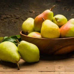 Warren Pear Tree -Evergreen Store Warren Pear Tree 1