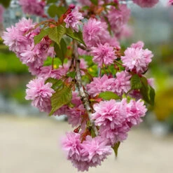 Weeping Extraordinaire™ Cherry Tree -Evergreen Store Weeping Extraordinaire Cherry 2