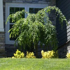 Weeping Extraordinaire™ Cherry Tree -Evergreen Store Weeping Extraordinaire Cherry 4