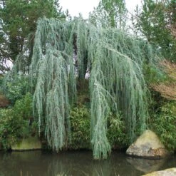 Weeping Blue Atlas Cedar Tree -Evergreen Store Weeping Blue atlas Cedar 1