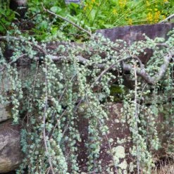 Weeping Blue Atlas Cedar Tree -Evergreen Store Weeping Blue atlas Cedar 5 FGT