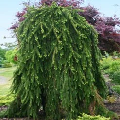 Weeping Norway Spruce Tree -Evergreen Store Weeping Norway SPruce 2
