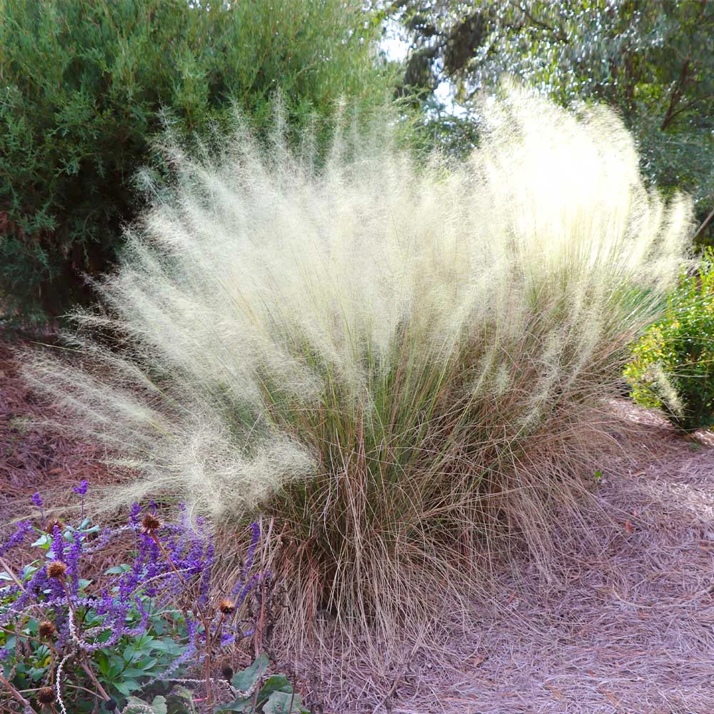 White Cloud Muhly Grass 2 White Cloud Muhly Grass - Image 2