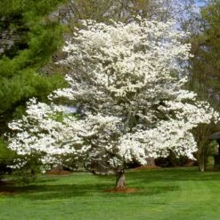 White Dogwood -Evergreen Store White Dogwood 7 FGT