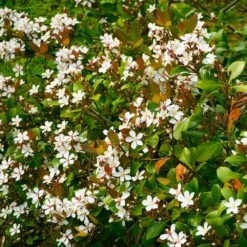 Snow White Indian Hawthorn Shrub -Evergreen Store White Indian Hawthorn 1