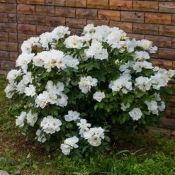 White Knock Out® Rose -Evergreen Store White Knockout Rose 4