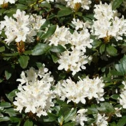 White Rhododendron -Evergreen Store White Rhododendron 2 FGT