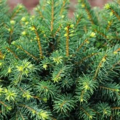 White Spruce Tree 7 White Spruce Tree -Evergreen Store White Spruce Tree 3 FGT
