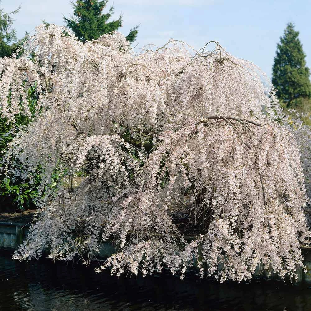 White Weeping Cherry Tree 2 White Weeping Cherry Tree - Image 2