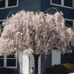 White Weeping Cherry Tree 8 White Weeping Cherry Tree -Evergreen Store White Weeping Cherry 6