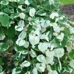 Whitewater Redbud Tree 6 Whitewater Redbud Tree -Evergreen Store Whitewater Redbud 2