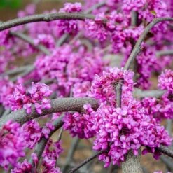 Whitewater Redbud Tree 7 Whitewater Redbud Tree -Evergreen Store Whitewater Redbud 3