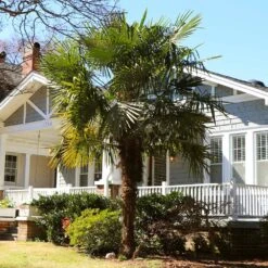 Windmill Palm Tree -Evergreen Store Windmill Palm 11