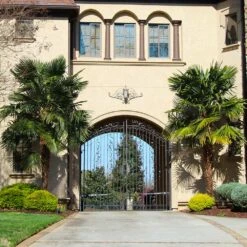 Windmill Palm Tree -Evergreen Store Windmill Palm 3 FGT 195f7996 0ead 4ff3 9111 c83a1be96e58