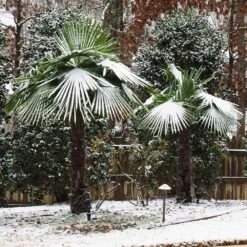 Windmill Palm Tree -Evergreen Store Windmill Palm 5 FGT