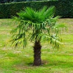Windmill Palm Tree -Evergreen Store Windmill Palm 7 FGT