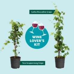 Tara Scuppernong Grape -Evergreen Store Wine Lovers Kit Graphic 301366c6 ebcf 4d94 ad77 06f0e938ca39