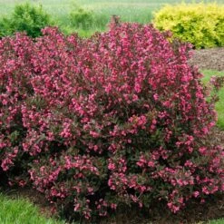 Wine & Roses® Weigela Shrub 7 Wine & Roses® Weigela Shrub -Evergreen Store Wine and Roses Weigela 2 FGT
